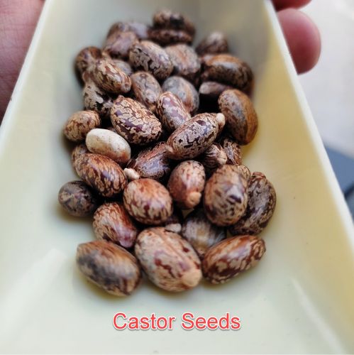 Food Grade Brown Organic castor seeds