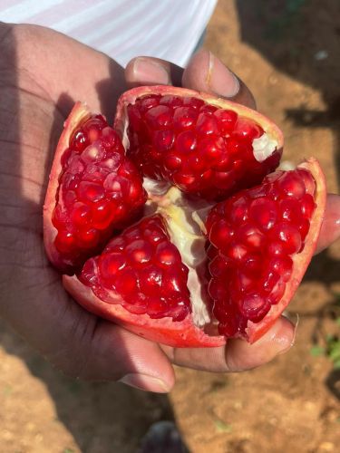 Red Organic fresh pomegranate for Human Consumption