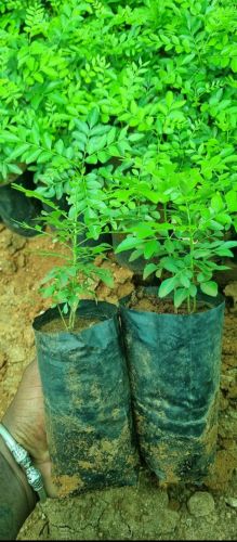 Green Organic Curry Leaves Food Grade for Cooking