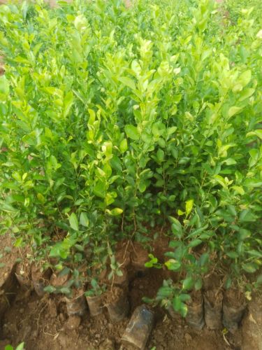 Natural Lemon Plant for Garden, Indoor, Home