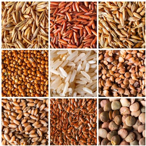 25 Kg Premium Wheat Grains