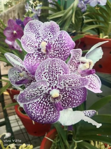 Natural Vanda for Decorative, Garlands