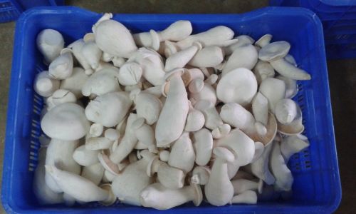 Natural Milky White Mushroom for Cooking, Restaurant, Food, Medicinal