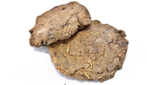 All cow dung, Form : Cake for Religious, Hawan, Pooja