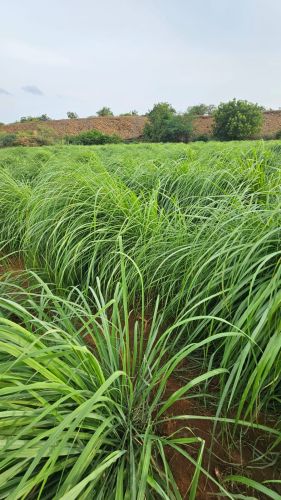 Organic Lemongrass Plants, Color : Green