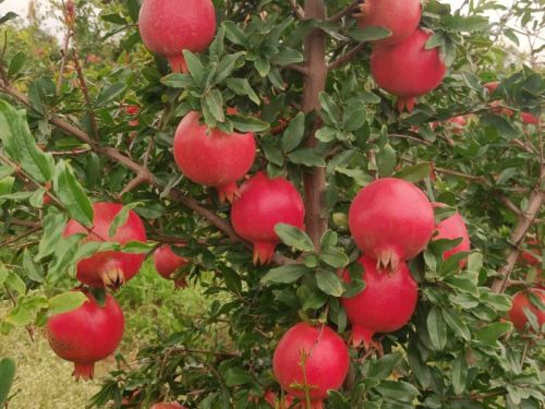 Red Natural Pomegranate, Packaging Size : 5Kg