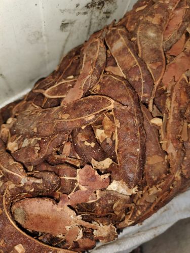 Common Organic Raw Tamarind, Form : Dried, Purity : 100%