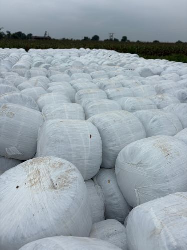 Maize Silage, Brand Name : Green Gold, Grade Standard : Feed Grade