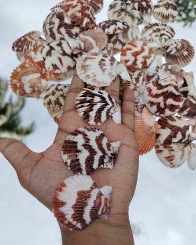 Polished Multicolor Volachlamys Tranquedaria Sea Shell Modern