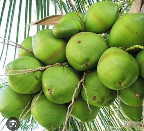 Natural Green Tender Coconut, Packaging Size : 25-50kg