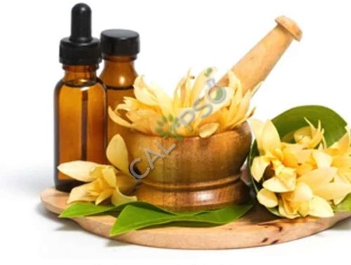 Champaca Oil, Extraction Method : Distillation, Cold Pressing