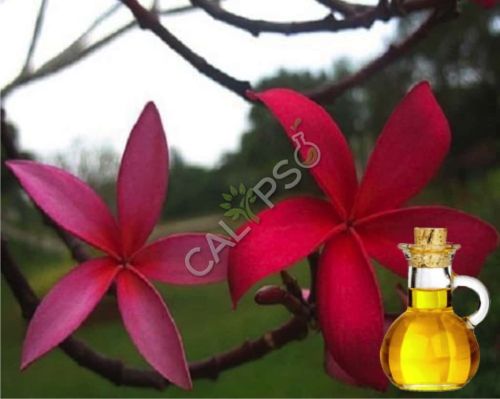 Champaca Red Absolute Oil for Aromatherapy, Alternative Therapies
