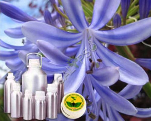 Hyacinth Absolute Oil