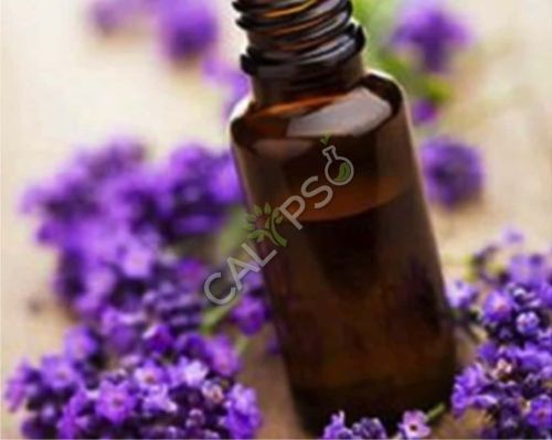 Lavender Brown Absolute Oil, Packaging Type : Glass Bottle