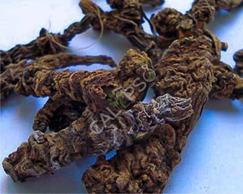 Valerian Root Oil, Form : Liquid, Packaging Size : Glass Bottels