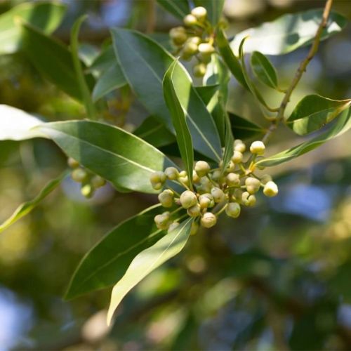 Bay Leaf, Packaging Size : 250g, 500g, 1Kg for Cooking, Spices