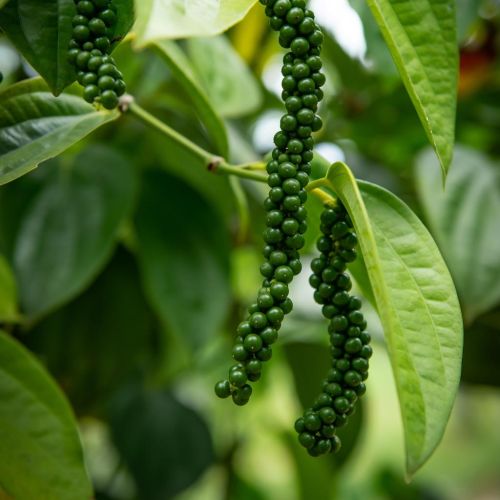 Black Pepper Essential Oil, Form : Liquid, Purity : 100%