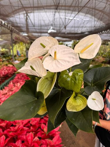 Live Tree White Anthurium Flower Plant Winter