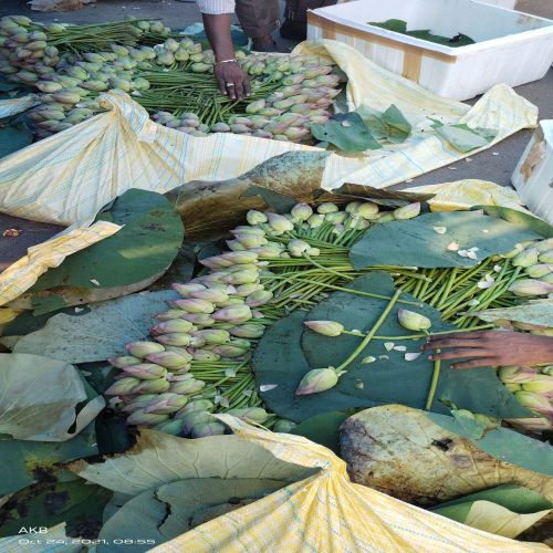 Natural Lotus Fresh Flower, Bloom Time : Anytime for Decoration