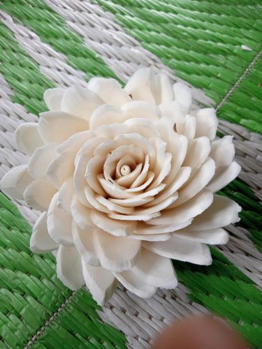 Sola Flowers, Type OF Flowering Plant : Natural