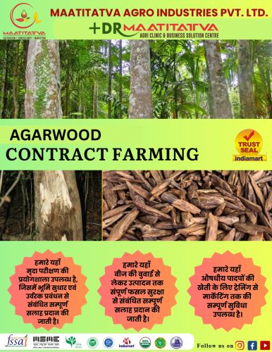 Agarwood Contract Farming