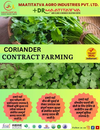 Coriander Contract Farming