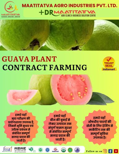 Guava Plant Contract Farming
