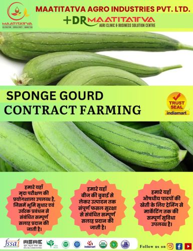 Sponge Gourd Contract Farming