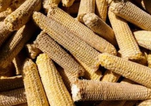 A Grade White Bare Corn Cob, Color : Yellow