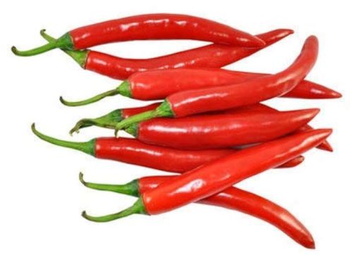 Fresh Red Chilli, Packaging Type : Plastic Packet, Taste : Spicy
