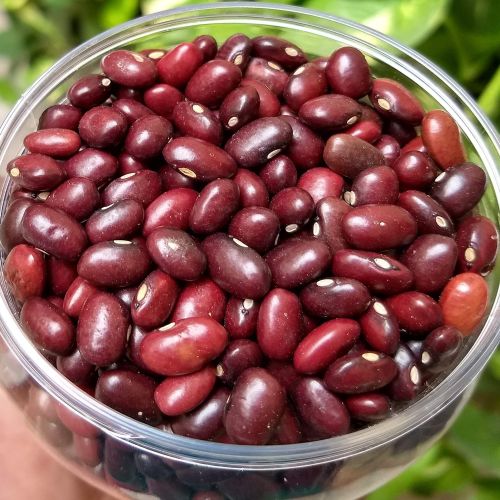 Organic Red Kidney Beans, Speciality : High In Protein for Cooking
