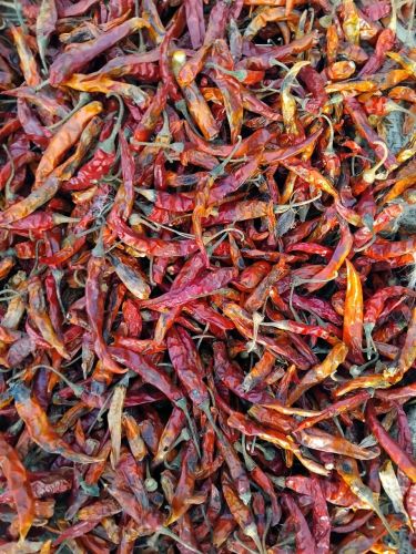 Fatki Dry Red Chilli, Packaging Size : 25-50kg Food Grade
