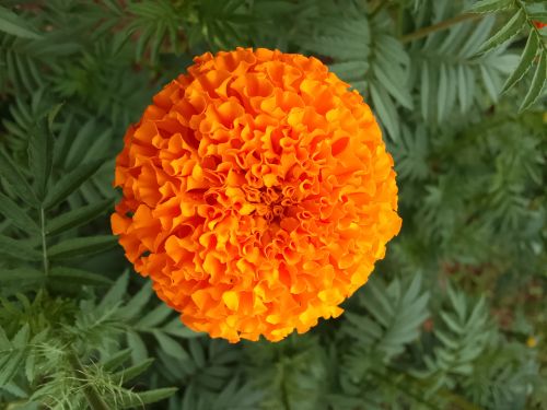 Marigold Flowers, Brand Name : Haritham