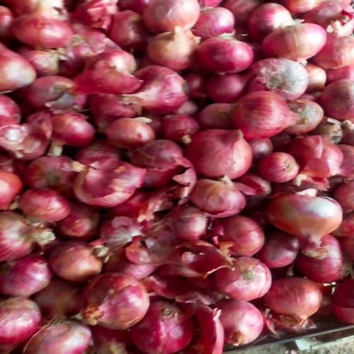 Red Onion, Packaging Size : 25Kg, 50Kg Net Bag