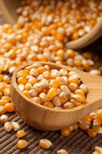 Yellow Maize Seeds, Seed Type : Hybrid, Speciality : High In Protein