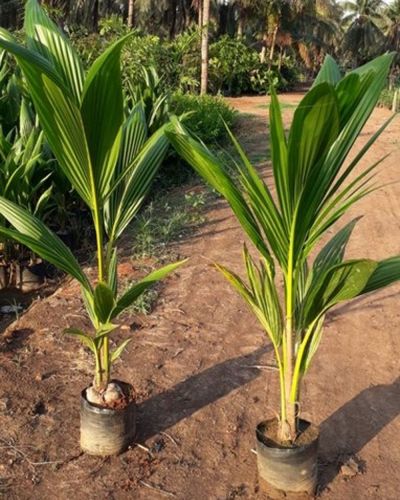 Natural Coconut Plants, Plant Height : 6.5 Feet