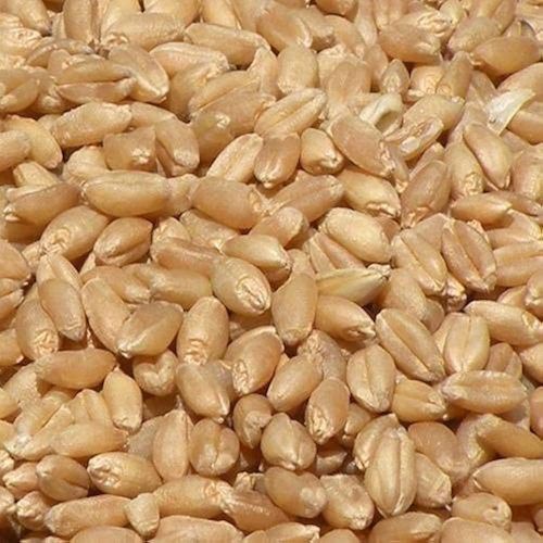 Organic Brown Wheat Seeds, Seed Type : Natural