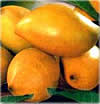 Totapuri Mango