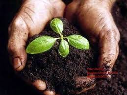 Bio Organic Fertilizer