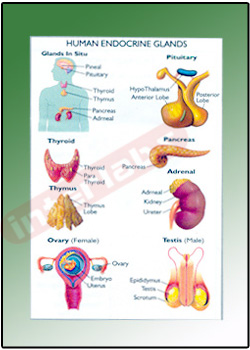 HUMAN ENDOCRINE GLANDS Eareducational Charts