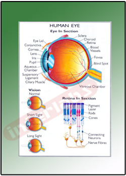 HUMAN EYE Educational Charts
