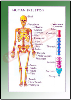 HUMAN SKELETON Educational Charts