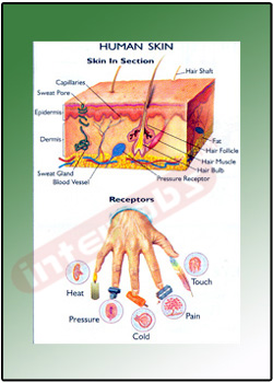 HUMAN SKIN Educational Charts