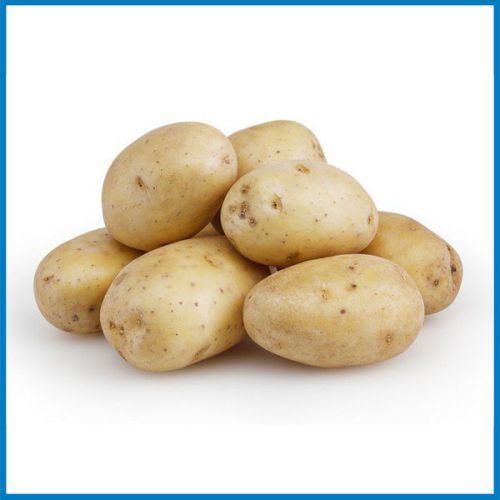 Potato