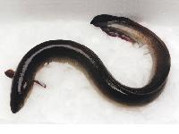 Eel Fish Frozen 12-36 Inches, Weight : 0.5-2 Pounds