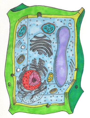 Plant Cell