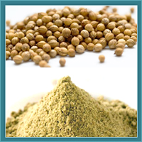 Coriander, Material : Coriander Seeds