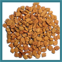 Fenugreek