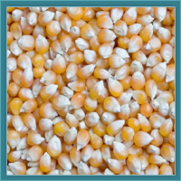 Yellow Corn