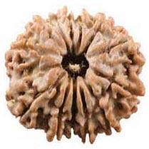 13 Mukhi Rudraksha